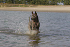 female Thai Ridgeback