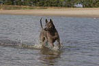 female Thai Ridgeback