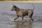 female Thai Ridgeback
