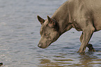 female Thai Ridgeback