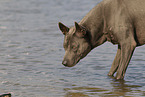 female Thai Ridgeback