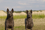 female Thai Ridgebacks
