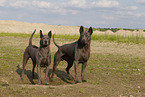 female Thai Ridgebacks