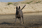 female Thai Ridgeback