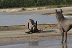 female Thai Ridgebacks