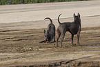 female Thai Ridgebacks