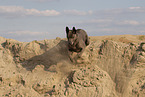 female Thai Ridgeback