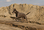female Thai Ridgeback
