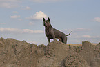 female Thai Ridgeback