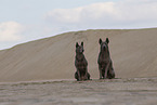 female Thai Ridgebacks