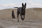 female Thai Ridgebacks