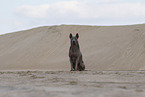female Thai Ridgeback