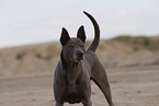 female Thai Ridgeback