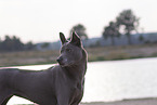 female Thai Ridgeback