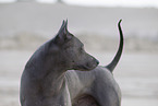 female Thai Ridgeback