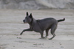 female Thai Ridgeback