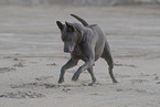 female Thai Ridgeback