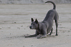 female Thai Ridgeback