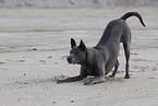 female Thai Ridgeback