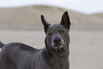 female Thai Ridgeback