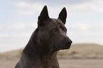 female Thai Ridgeback