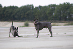 female Thai Ridgebacks