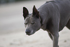 female Thai Ridgeback