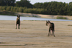 female Thai Ridgebacks