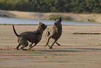 female Thai Ridgebacks