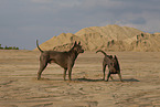 female Thai Ridgebacks