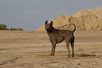 female Thai Ridgeback