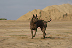 female Thai Ridgeback