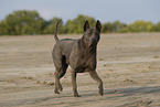 female Thai Ridgeback