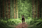 Thai Ridgeback