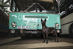 Thai Ridgeback