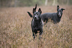 Thai Ridgeback and Doberman-Pinnscher-Mongrel