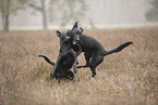 Thai Ridgeback and Doberman-Pinnscher-Mongrel