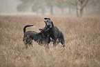 Thai Ridgeback and Doberman-Pinnscher-Mongrel