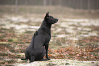 Thai Ridgeback