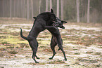 Thai Ridgeback and Doberman-Pinnscher-Mongrel