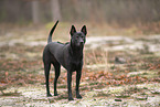 Thai Ridgeback