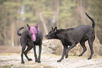 Thai Ridgeback and Doberman-Pinnscher-Mongrel