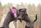 Thai Ridgeback and Doberman-Pinnscher-Mongrel