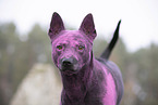 Thai Ridgeback