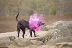 Thai Ridgeback