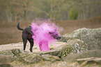 Thai Ridgeback