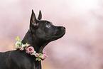Thai Ridgeback Puppy