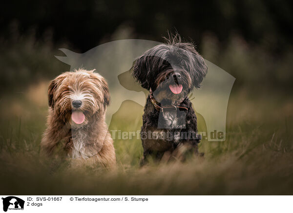 2 dogs / SVS-01667