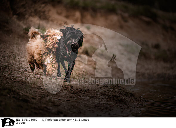 2 Hunde / 2 dogs / SVS-01669