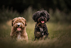 2 dogs